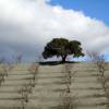 Almendros en flor - Albox